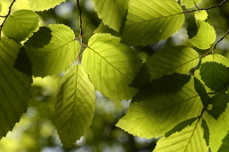 feuilles