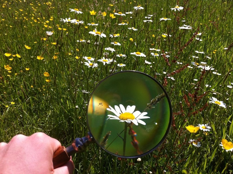 loupe et plantes