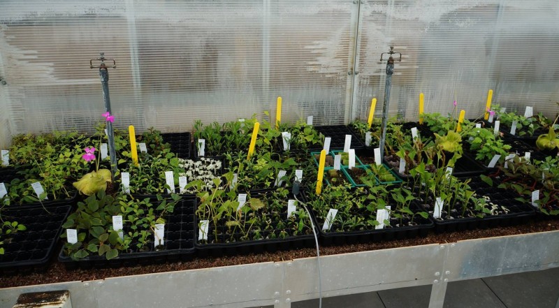 propagation de plantes