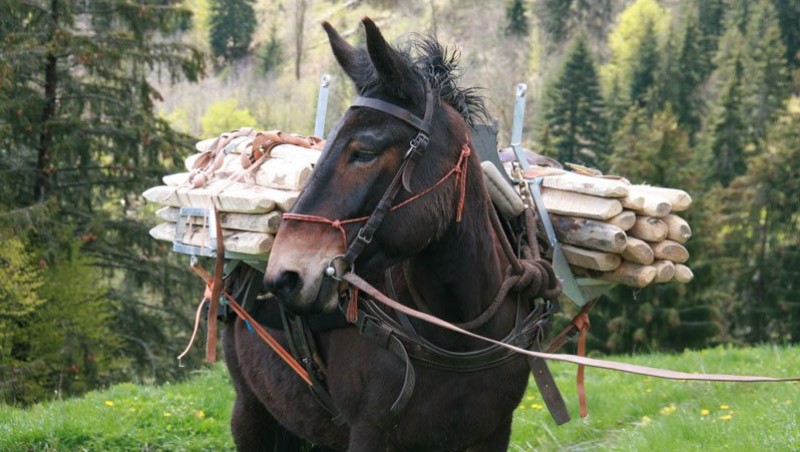 Musée du Cheval