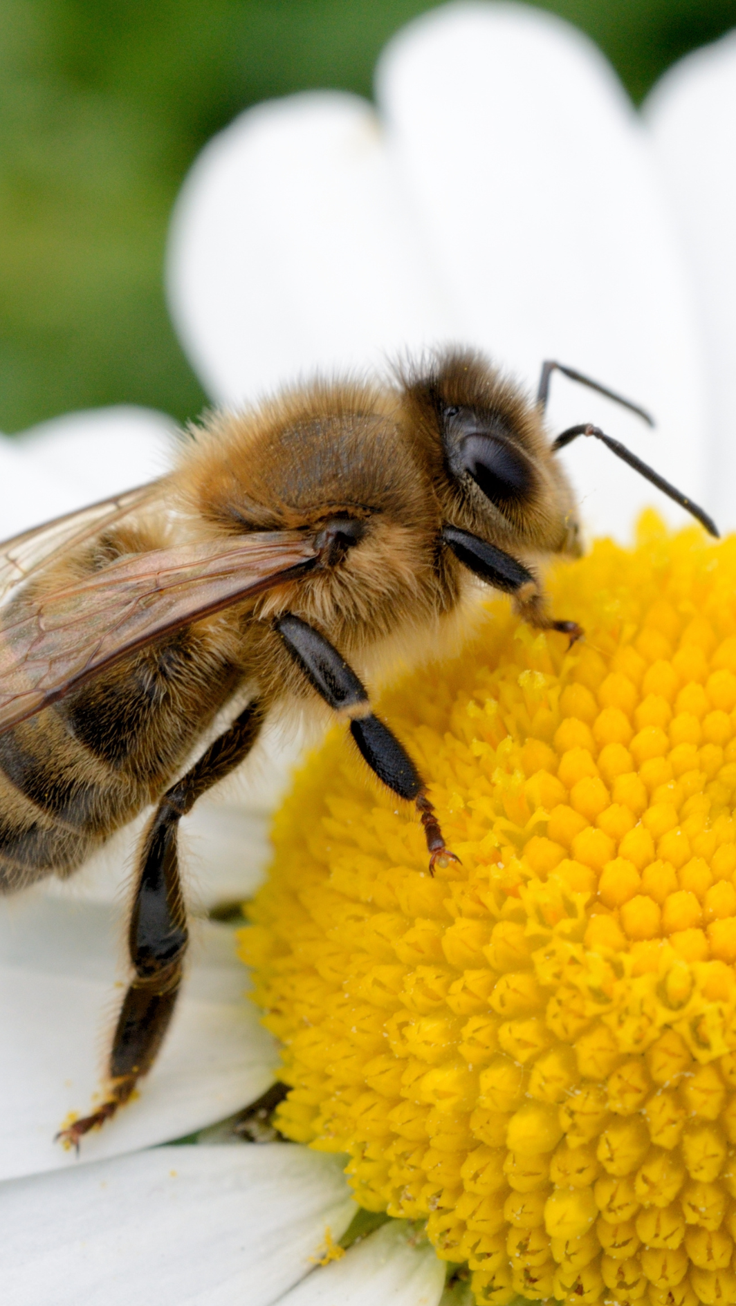 Abeille_0.png
