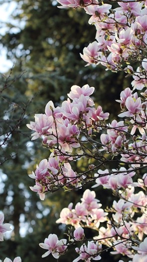 Fleurs.jpg